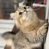 ミヌエット(長足)【愛知県・男の子・2025年4月29日・ブラウンマッカレルタビー】の写真6