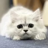 ミヌエット(長足)【愛知県・女の子・2025年4月29日・シェーデッドシルバー】の写真7