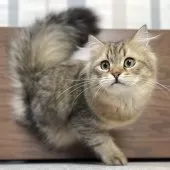 ミヌエット(長足)【愛知県・男の子・2025年4月29日・ブラウンマッカレルタビー】の写真7