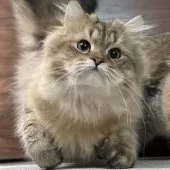 ミヌエット(長足)【愛知県・男の子・2025年4月29日・ブラウンマッカレルタビー】の写真8