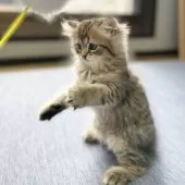 ミヌエット(長足)【愛知県・男の子・2025年4月29日・ブラウンマッカレルタビー】の写真8