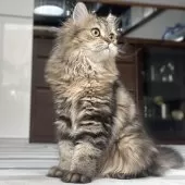 ミヌエット(長足)【愛知県・男の子・2025年5月30日・ブラウンタビー】の写真9