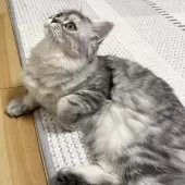 ミヌエット(長足)【愛知県・女の子・2024年5月13日・ブルーシルバーパッチドタビー&ホワイト】の写真9