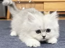 ミヌエット(長足)【愛知県・女の子・2025年4月29日・シェーデッドシルバー】の写真9