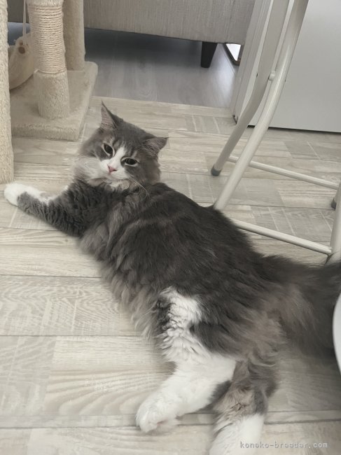 ミヌエット父猫になる子です｜永林　英恵(ながばやし　はなえ)ブリーダー(福島県・ミヌエットなど・ICC登録)の紹介写真3
