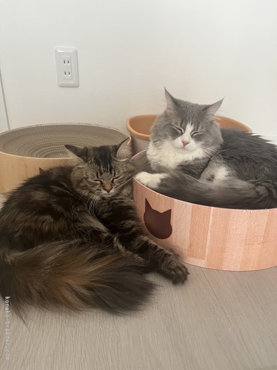 永林英恵ブリーダーのブログ：親猫さん