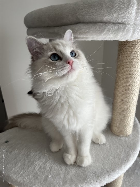 永林英恵ブリーダーのブログ：ますます美人さんに❤️