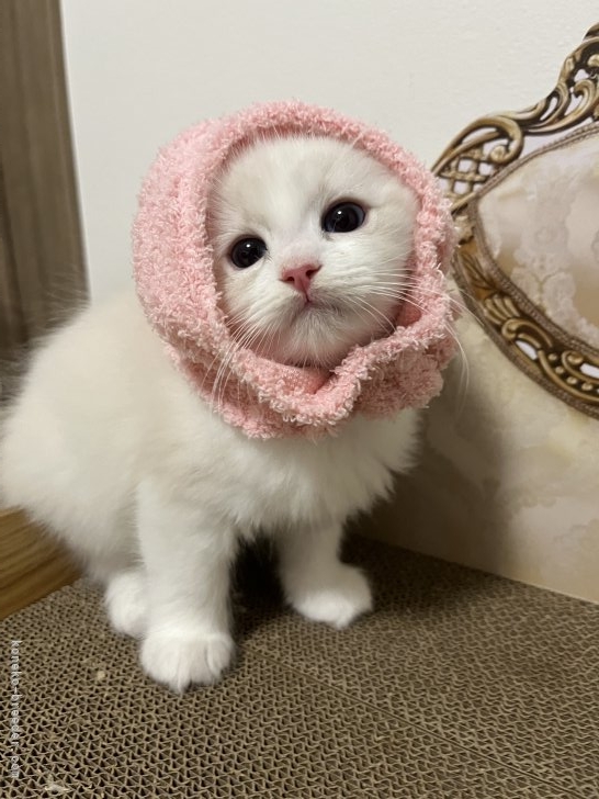 永林英恵ブリーダーのブログ：今年もよろしくお願いいたします🐾