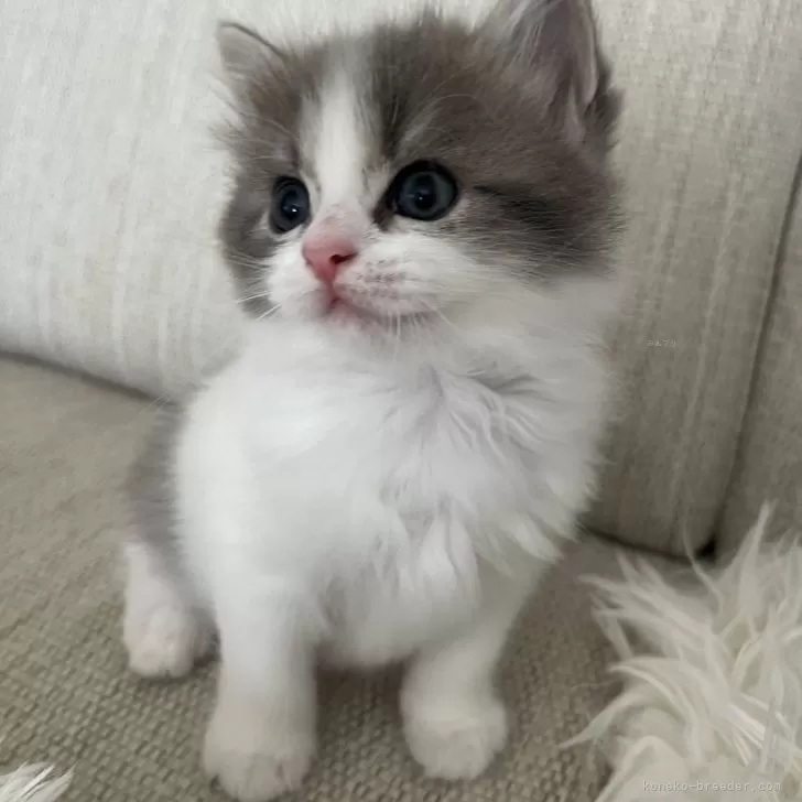 くろまめちゃ 様のお迎えした子猫