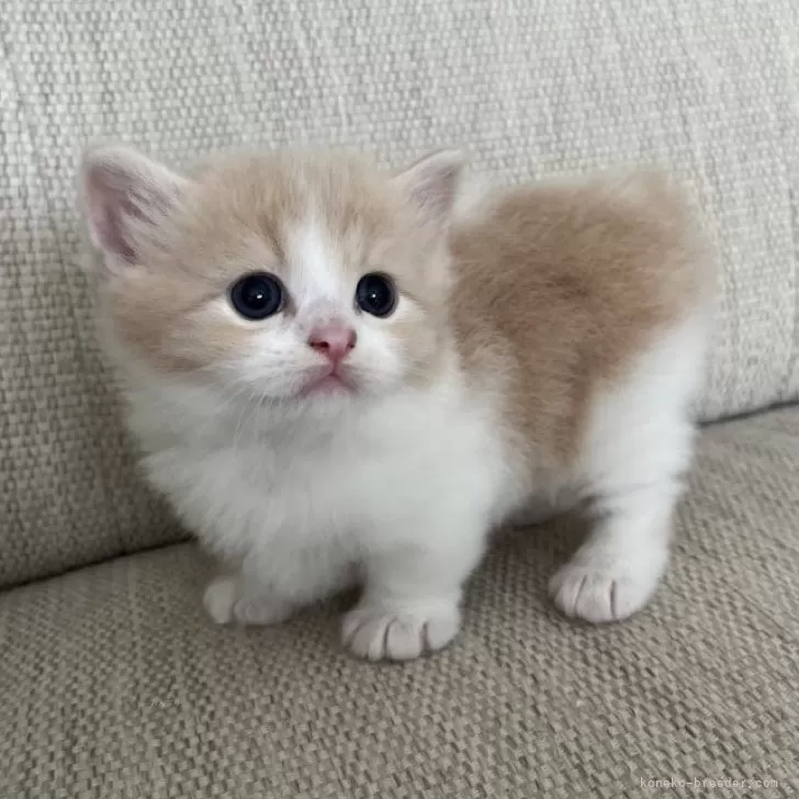 ID：2407-01956の子猫