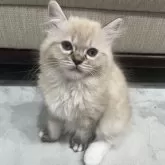 ミヌエット(長足)【福島県・女の子・2025年9月7日・ブルーポイント】の写真13