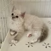 ミヌエット(長足)【福島県・女の子・2025年9月7日・ブルーポイント】の写真4「ケージもお部屋みたい♪」