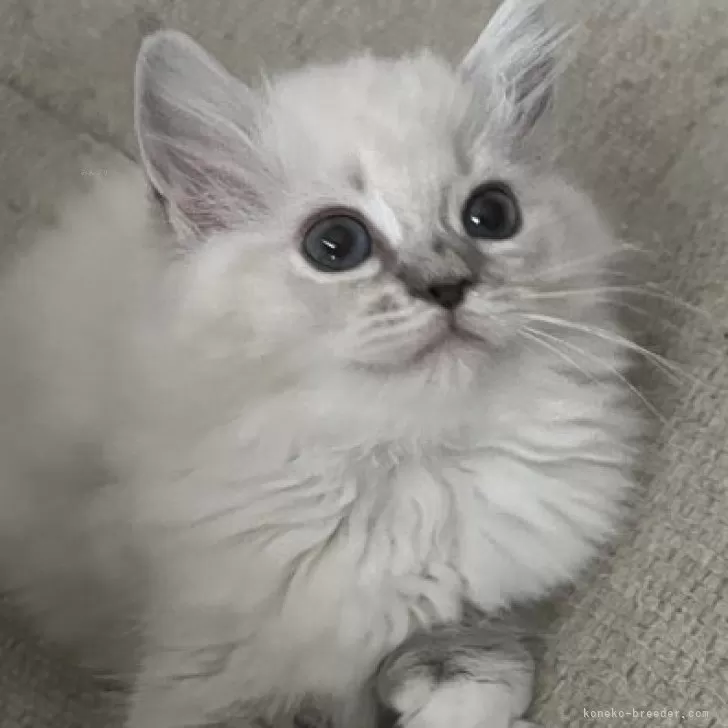 ミヌエット(長足)【福島県・女の子・2025年9月7日・ブルーポイント】の写真1「国民的美猫💜」