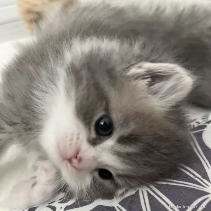 ID：2504-00461の子猫