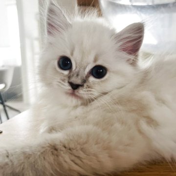 ミヌエット(長足)【福島県・女の子・2025年9月7日・ブルーポイント（ロング）】の写真「元気いっぱい女の子💜」