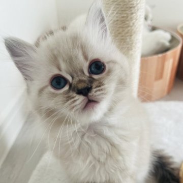 ミヌエット(長足)【福島県・女の子・2025年9月7日・ブルーポイント（ロング）】の写真「おっとり系女の子🎀」