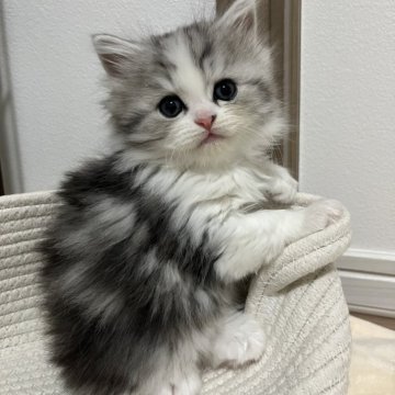 ミヌエット(長足)【福島県・男の子・2025年10月28日・シルバータビー&ホワイト（セミロング）】の写真「まるいお顔🥰」