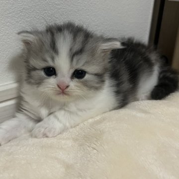 ミヌエット(長足)【福島県・男の子・2025年10月28日・シルバータビー&ホワイト（セミロング）】の写真「まるいお顔🥰」