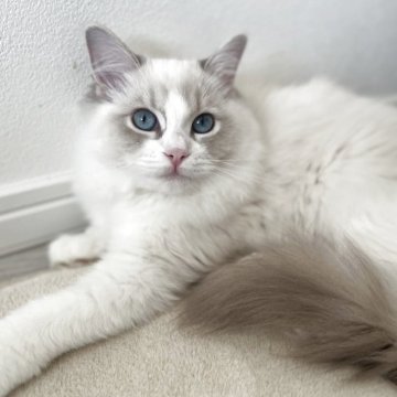 ラグドール【福島県・女の子・2025年6月15日・ブルーリンクスポイントバイカラー（セミロング）】の写真「美猫ちゃん💓」