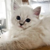 ミヌエット(長足)