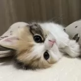 ミヌエット(長足)