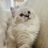 ミヌエット(長足)【福島県・男の子・2025年9月7日・ブルーポイント】の写真1「ころんところがるところがとても可愛い💕」