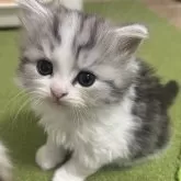 ミヌエット(長足)