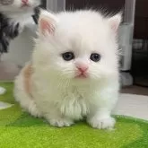 ミヌエット(短足)