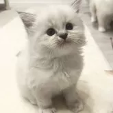 ミヌエット(長足)