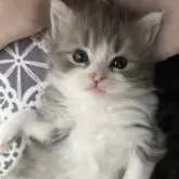 マンチカン×ラグドール【福島県・男の子・2025年3月8日・ブルータビー&ホワイト】の写真6