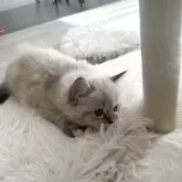 ミヌエット(長足)【福島県・女の子・2025年9月7日・ブルーポイント】の写真5