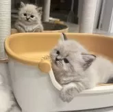 ミヌエット(長足)【福島県・女の子・2025年9月7日・ブルーポイント】の写真11「模様はお兄ちゃんとそっくり」