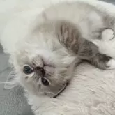 ミヌエット(長足)【福島県・男の子・2025年9月7日・ブルーポイント】の写真5