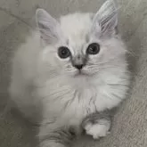 ミヌエット(長足)【福島県・女の子・2025年9月7日・ブルーポイント】の写真6「この子が幸せになりますように🎀」