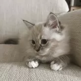 ミヌエット(長足)【福島県・男の子・2025年9月7日・ブルーポイント】の写真6