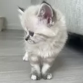 ミヌエット(長足)【福島県・女の子・2025年9月7日・ブルーポイント】の写真8「遊ぶ時は遊ぶわよଲ(⁃̗̀̂❍⃓︎ˑ̫❍⃓︎⁃̠́̂)ଲ」