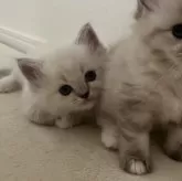 ミヌエット(長足)【福島県・女の子・2025年9月7日・ブルーポイント】の写真12