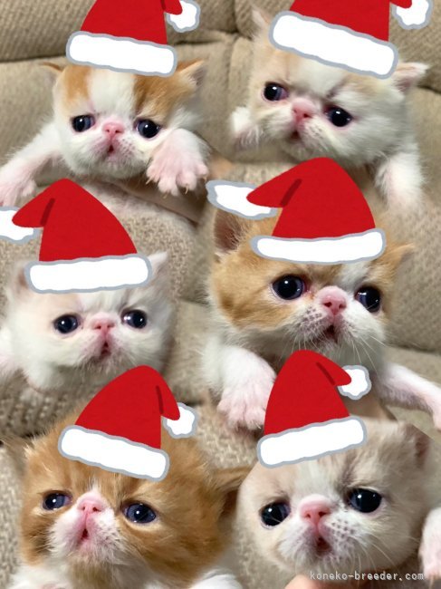 西本泰明ブリーダーのブログ：メリークリスマス～生後一か月のサンタと捕獲したトナカイ～