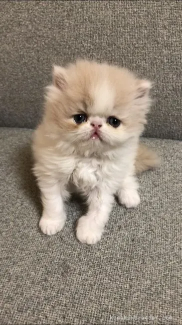 ID:2104-02663の子猫