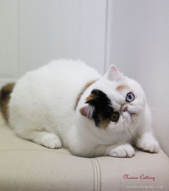 エキゾチックショートヘア【・女の子・2019年10月20日・ブラックアンドトーティアンドホワイト】