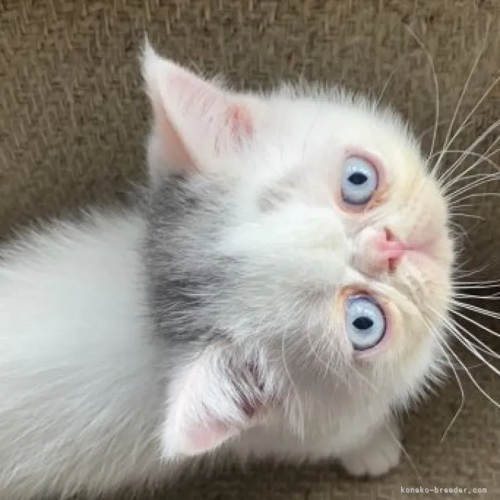 ID:2308-02492の子猫