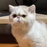 エキゾチックショートヘア【大阪府・男の子・2023年10月2日・クリームアンドホワイト】の写真1