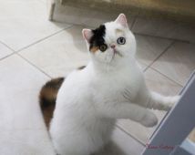 エキゾチックショートヘア【・女の子・2019年10月20日・ブラックアンドトーティアンドホワイト】