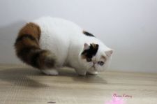 エキゾチックショートヘア【・女の子・2019年10月20日・ブラックアンドトーティアンドホワイト】