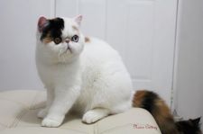 エキゾチックショートヘア【・女の子・2019年10月20日・ブラックアンドトーティアンドホワイト】