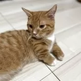 マンチカン(短足)【神奈川県・男の子・2025年2月15日・レッドタビー&ホワイト】の写真10