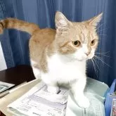 マンチカン(短足)【神奈川県・男の子・2025年2月15日・レッドタビー&ホワイト】の写真13