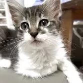 ノルウェージャンフォレストキャット【神奈川県・女の子・2025年5月25日・ブラウンタビー&ホワイト】の写真14