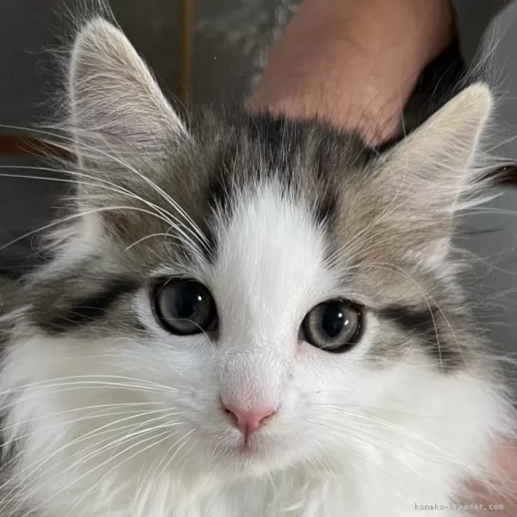 ID:2411-02848の子猫