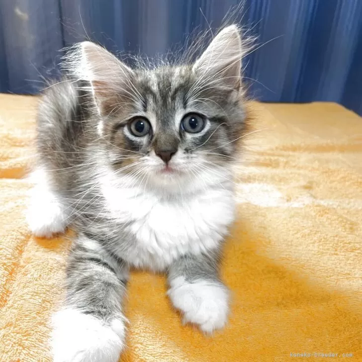 K.K 様のお迎えした子猫